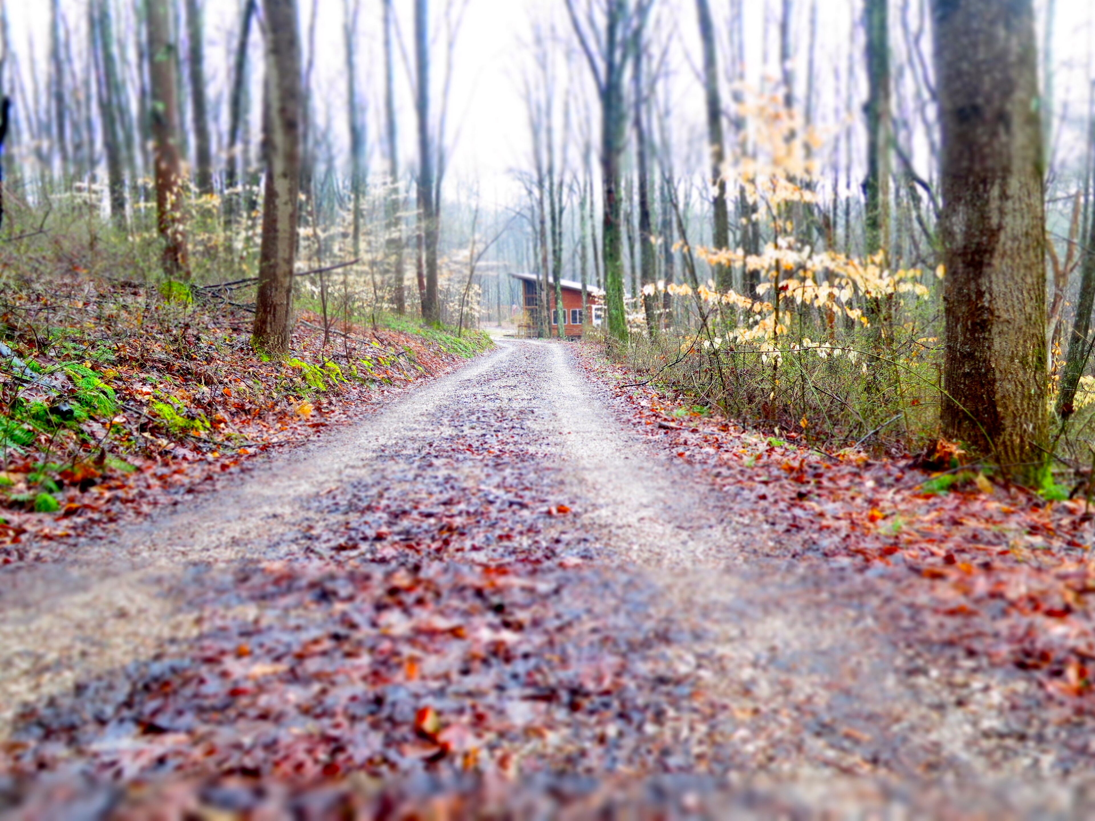 A gravel path in a forested area with trees and a building in the distance.