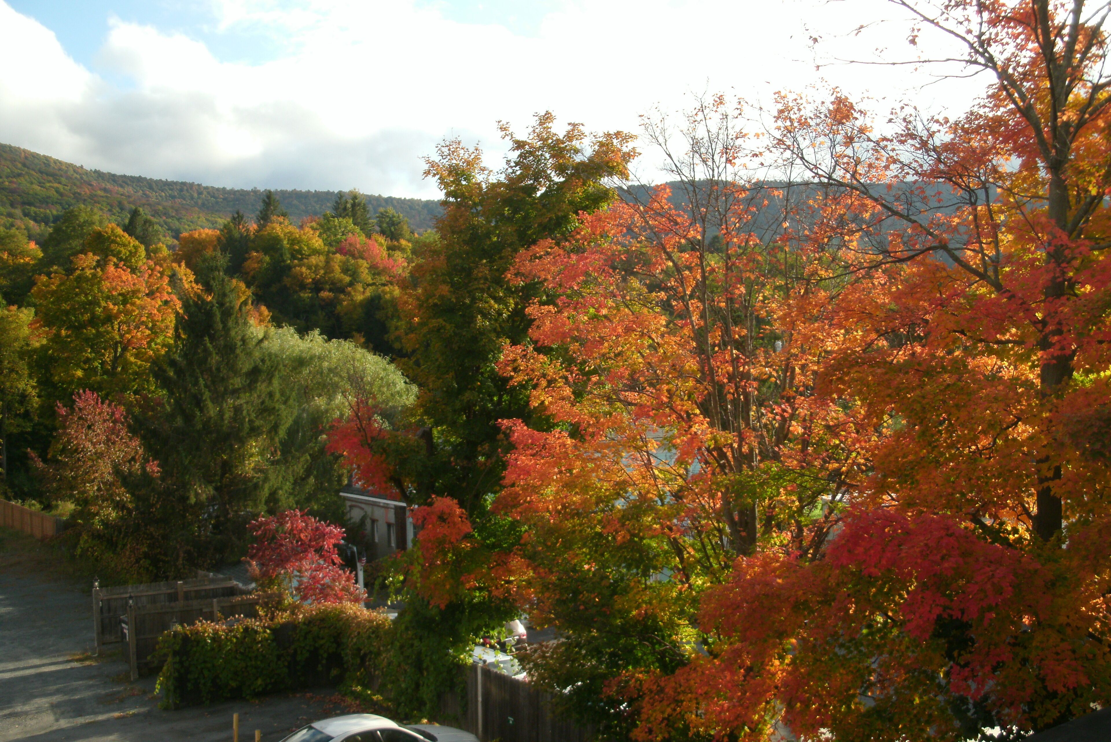A residential area with autumn foliage, a driveway, and a wooden fence.