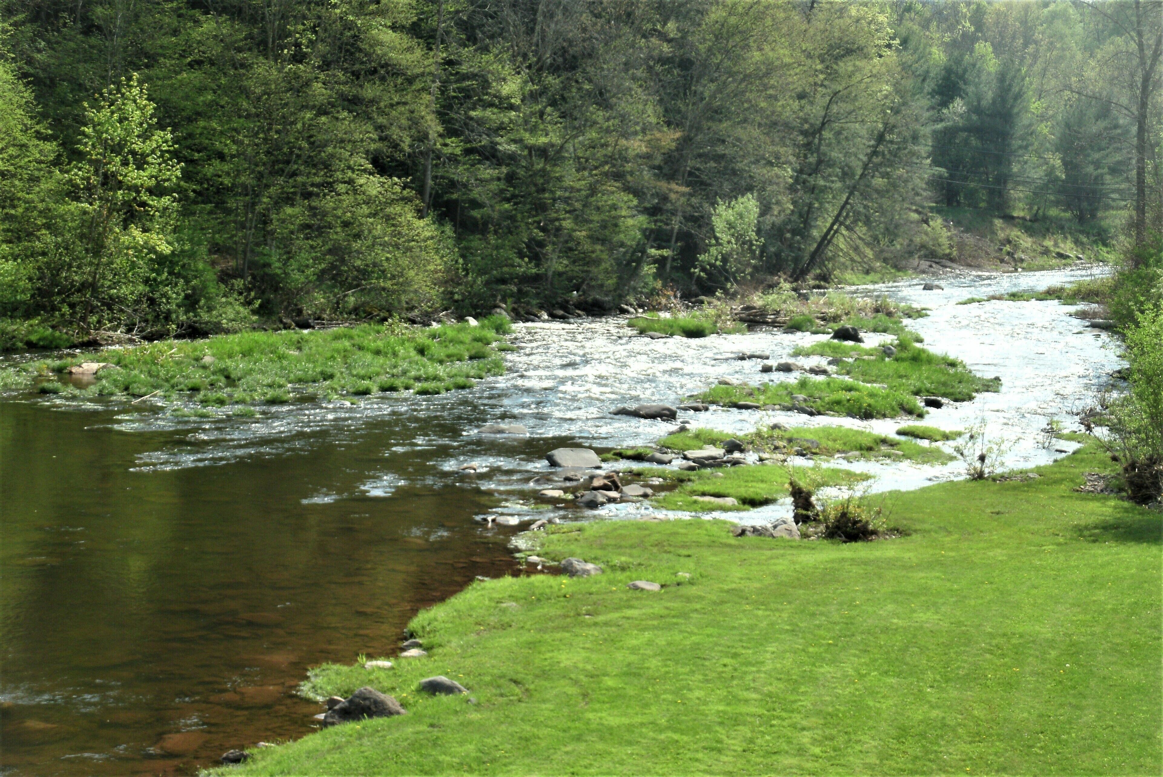 Une rivière qui traverse une zone boisée, avec des berges couvertes d’herbe.