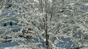 A snow-covered tree with bare branches, a building with a blue facade, and a clear blue sky. - TOWNHOUSE-Slp 8 Mt View/6 BEDS. Downtown Windham. Walk to restaurants and stores (Windham)