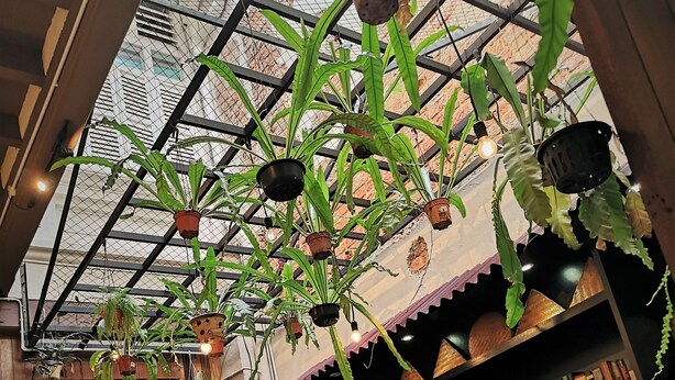 Un espacio interior acogedor con techo de madera, plantas colgantes, una estantería y una bicicleta.