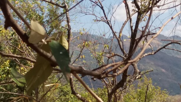 A natural landscape with trees and a mountainous background. - Nalanda Relaxation And Caping Site (Matale)