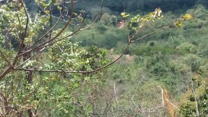 A natural landscape with dense greenery and trees. - Nalanda Relaxation And Caping Site (Matale)