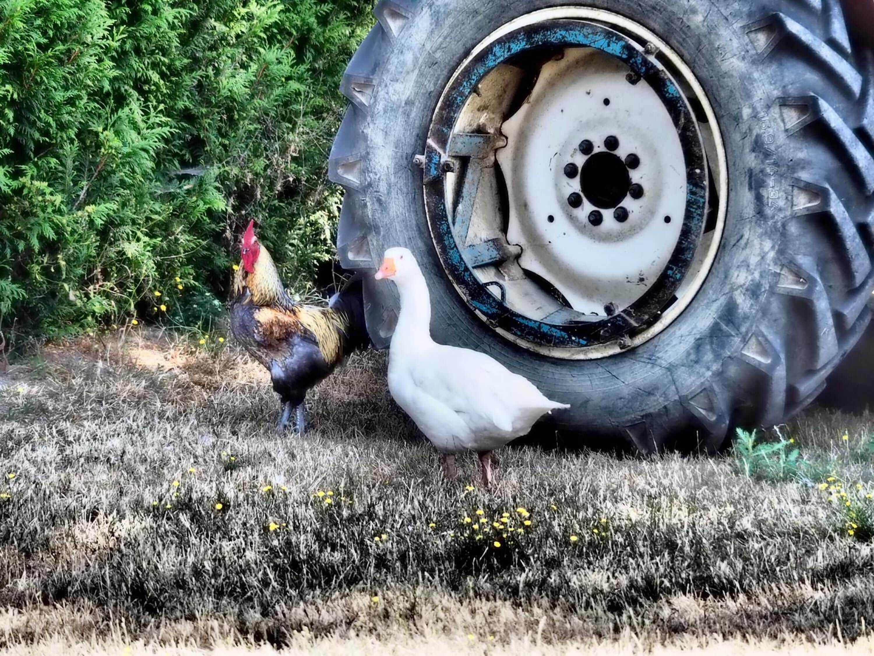 Un neumático de tractor con un pollo y un pato de pie a su lado.