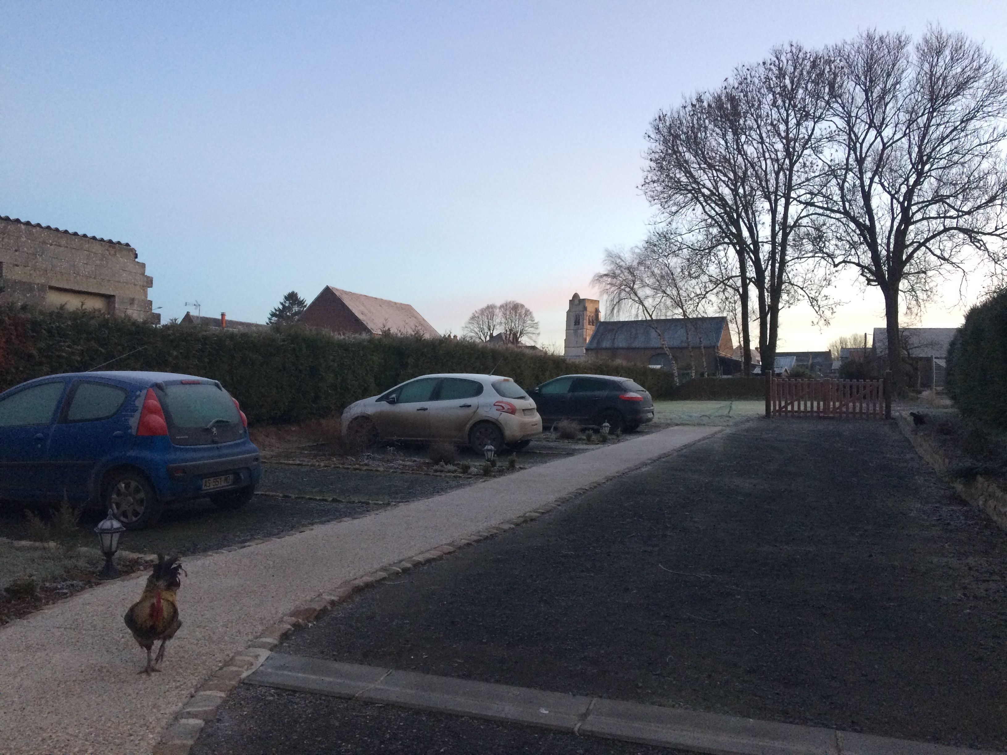 A residential street with parked cars, a rooster, and houses in the background.