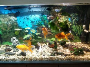 A fish tank with various fish, rocks, and aquatic plants. - Venesis House (Sighisoara)