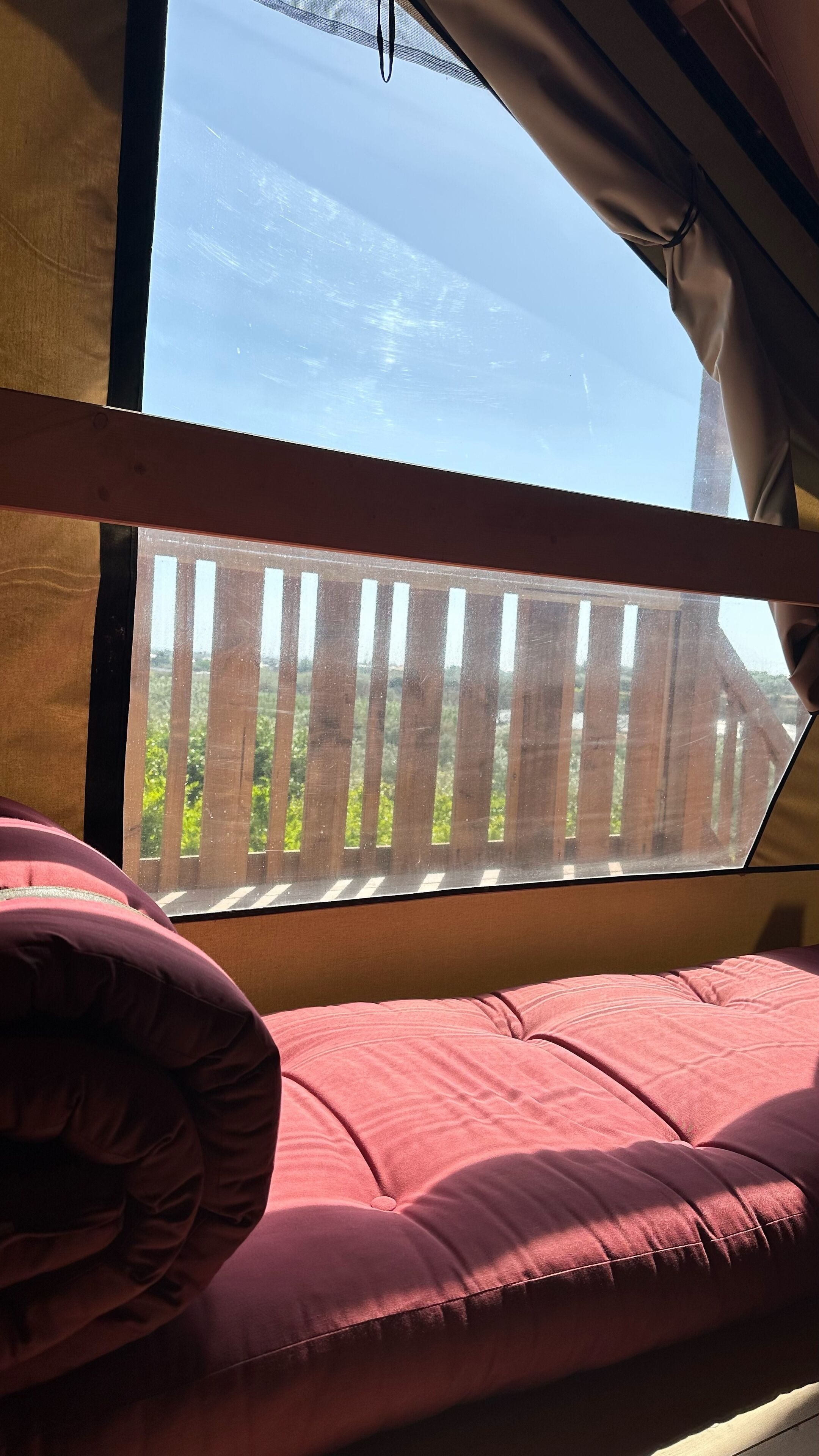 A window with a view of a wooden fence and greenery outside.