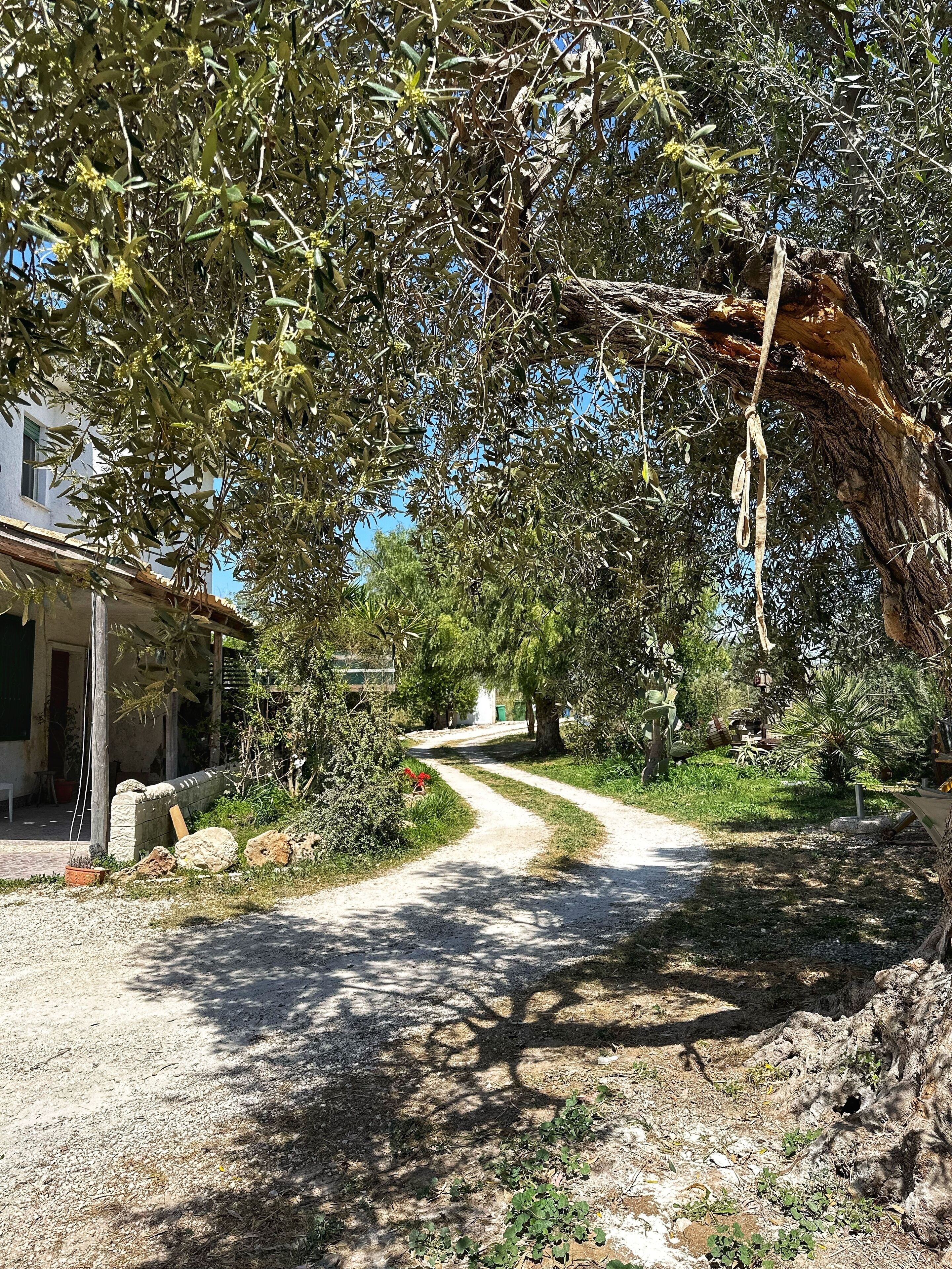 Ein schmaler Kiesweg führt durch eine Wohngegend mit Olivenbäumen und einem Haus auf der linken Seite.