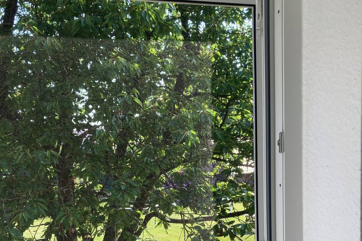 Una ventana con vista a un árbol y una zona verde.