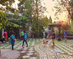 A courtyard with a paved walkway, surrounded by greenery and trees.
