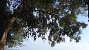 A beach with people relaxing under a tree, a clear sky, and the ocean in the background. - Tropicana Beach Villa at  VIP Resort (Rayong)