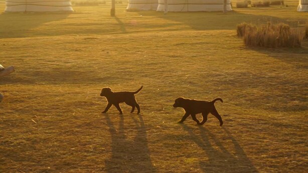 A field with yurts and two dogs walking. - Xanadu yurts (Xilin Gol)