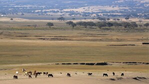 A wide-open landscape with a herd of horses grazing in the foreground and a distant hill range. - Xanadu yurts (Xilin Gol)