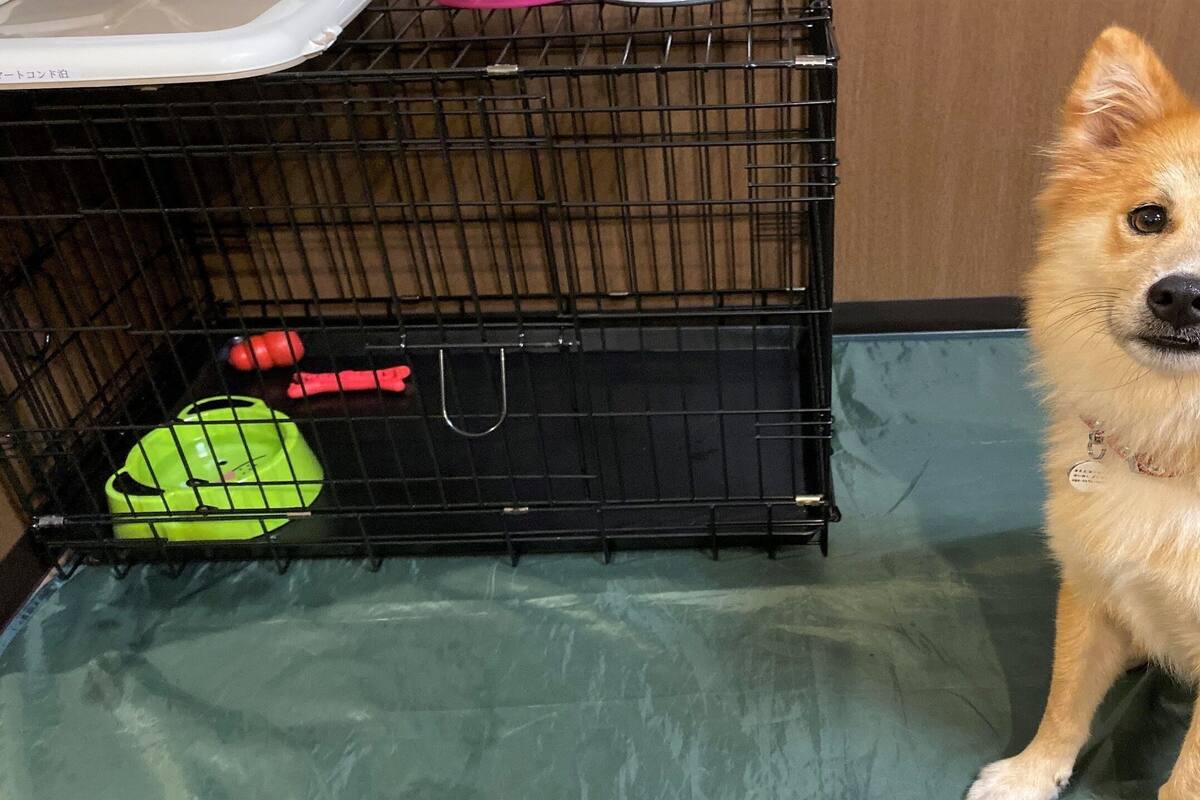 Ein Hund in einer Hundebox mit einer grünen Matte und einem Tennisball.