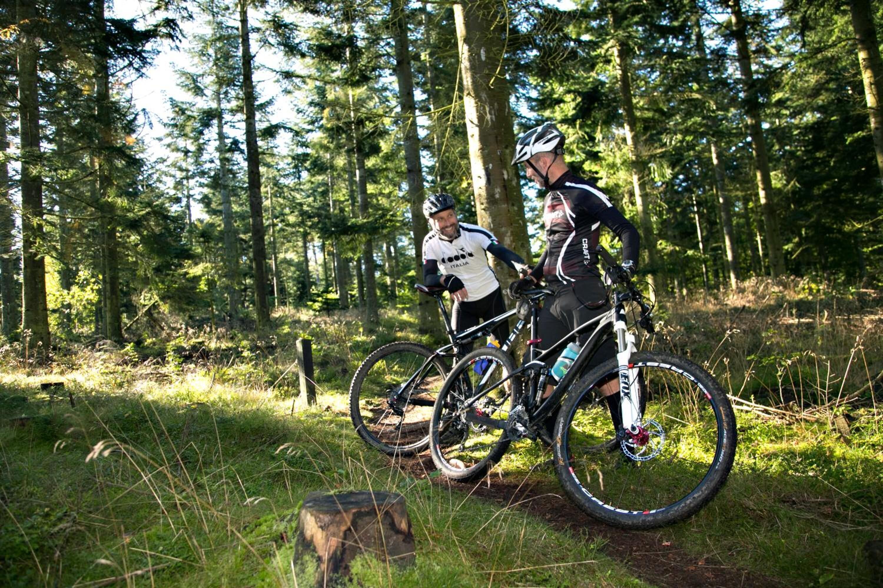 Zwei Radfahrer in bewaldeter Landschaft mit Bäumen und einem Feldweg.