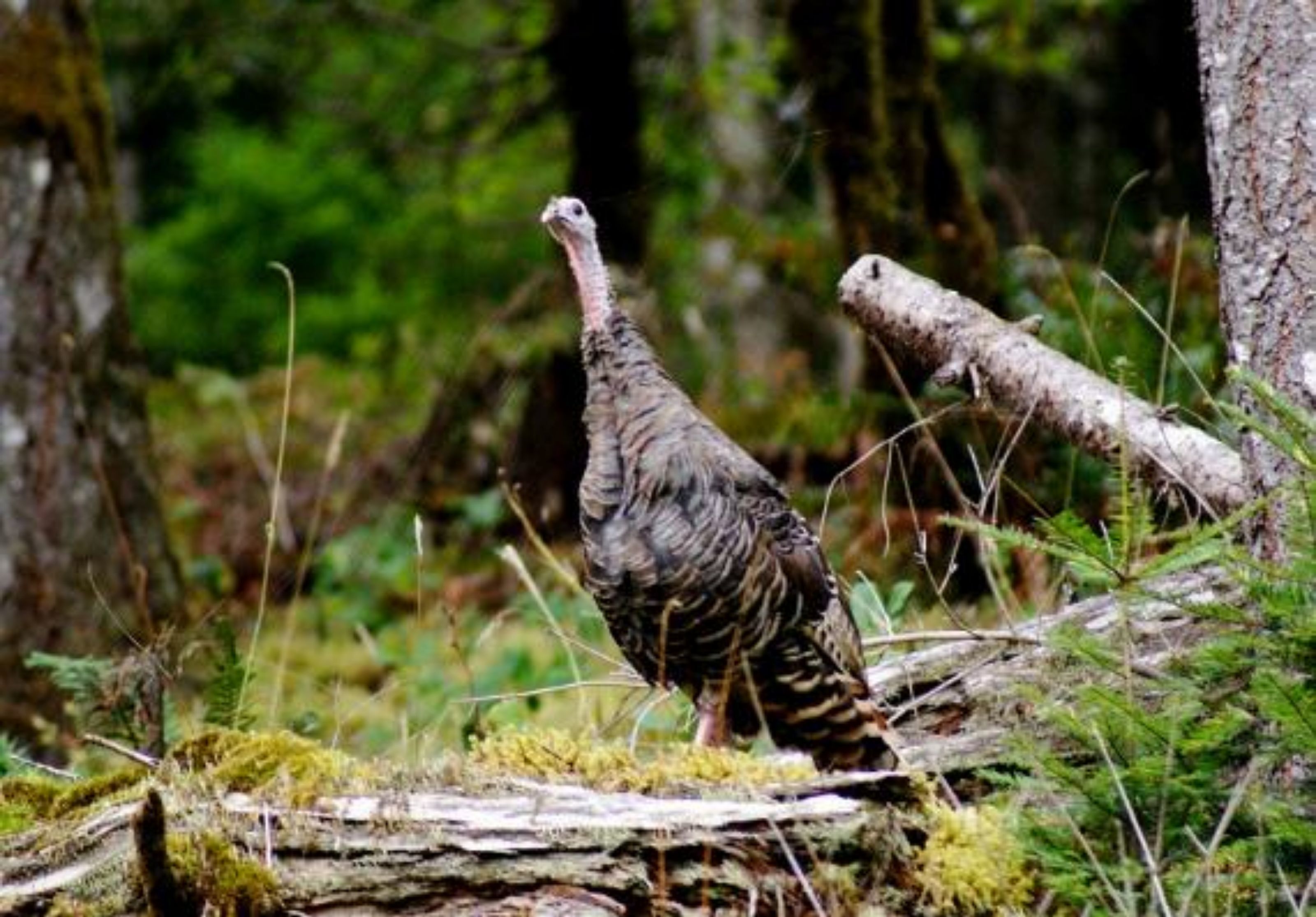 A turkey in a forested area with trees and a fallen log.