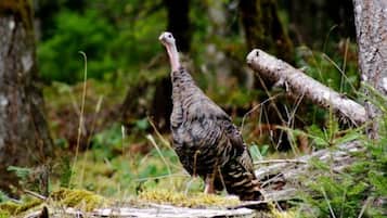 A turkey in a forested area with trees and a fallen log.