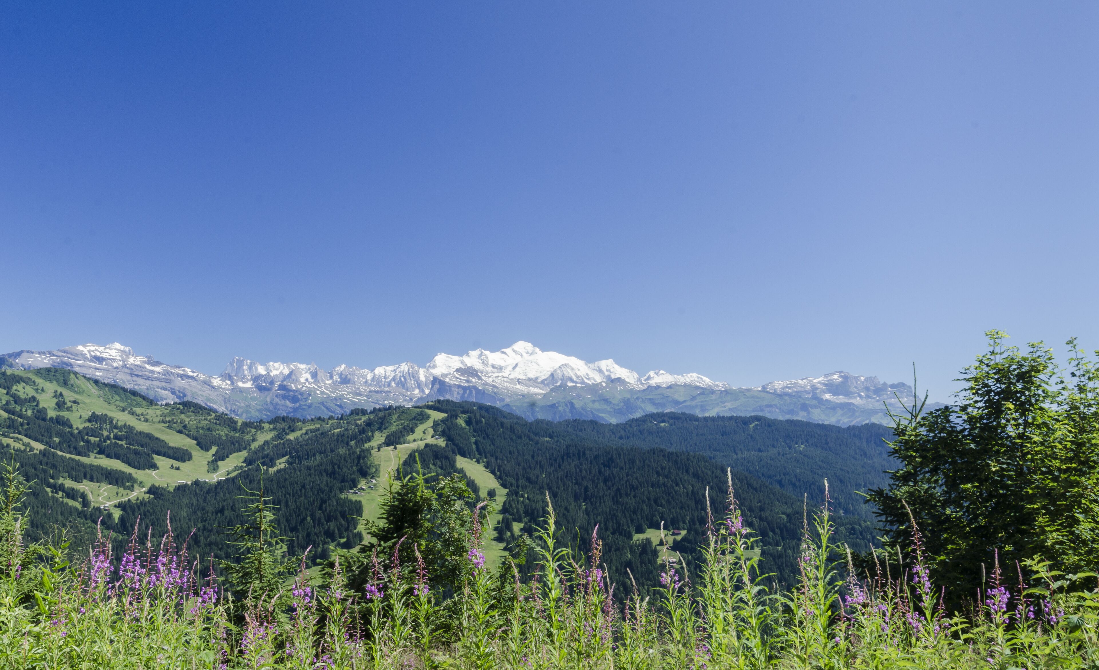 A mountain landscape with snow-capped peaks, dense forest, and wildflowers.