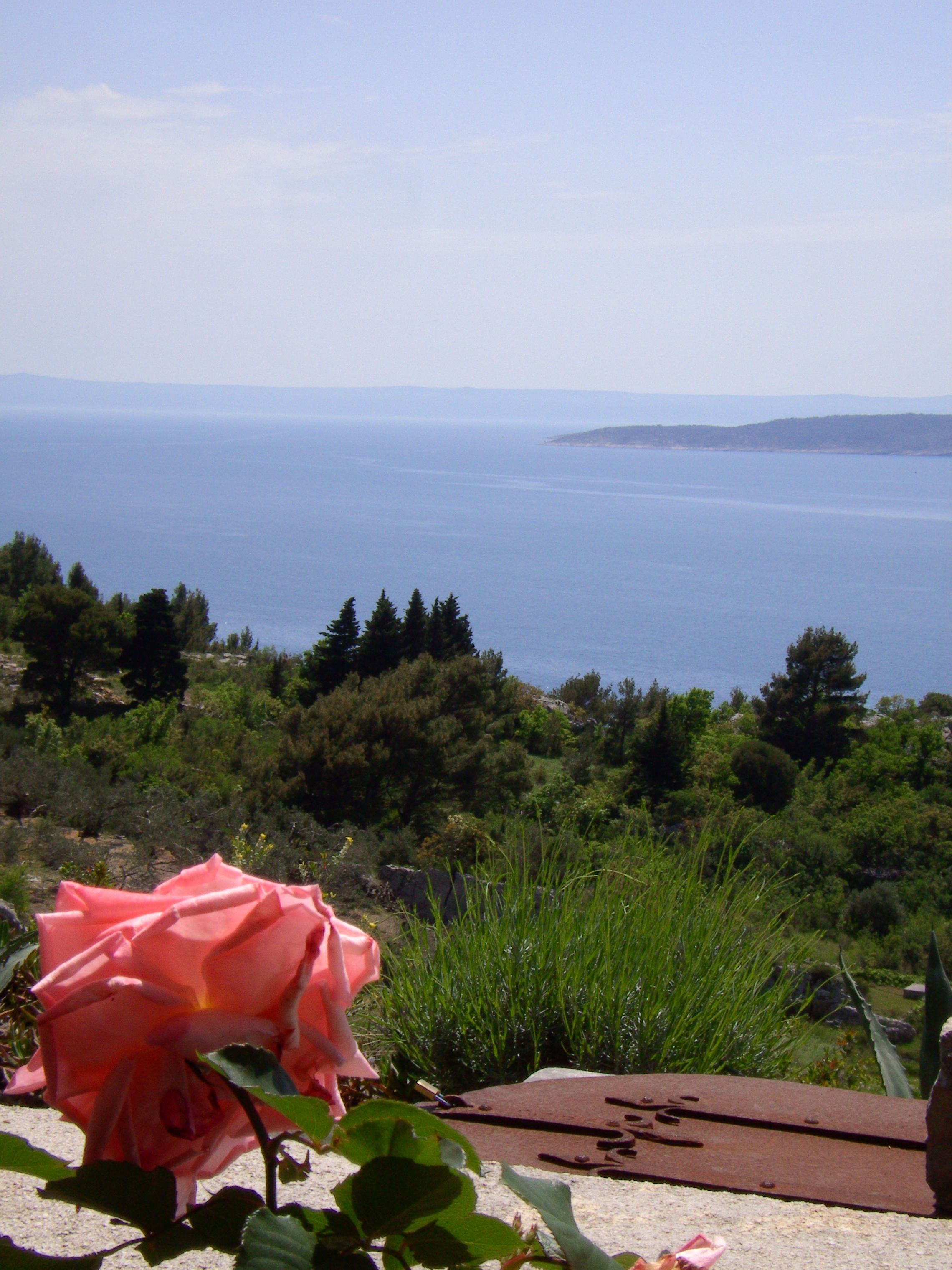A rose in the foreground with a view of the sea and hills in the background.