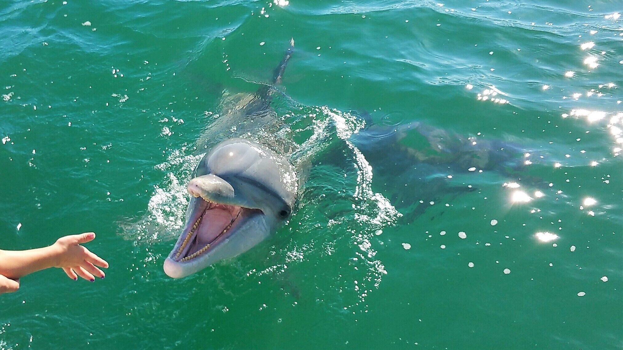A dolphin swimming near a person's hand.