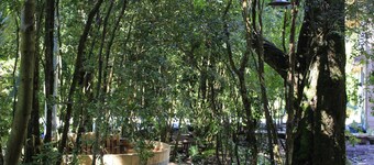 DreamWoods