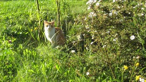 Eine Katze sitzt im Gras und zwischen weißen Blumen.