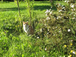 Immagine non classificata, 5 di 7, pulsante