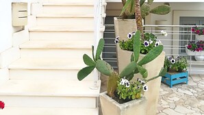 Un escalier mène à un bâtiment aux murs blancs et à une fenêtre bleue. Des plantes en pot, dont des cactus et des fleurs, sont disposées le long des marches.