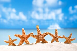 Cinq étoiles de mer sur un sol sablonneux, avec un ciel bleu clair et l’océan en arrière-plan.