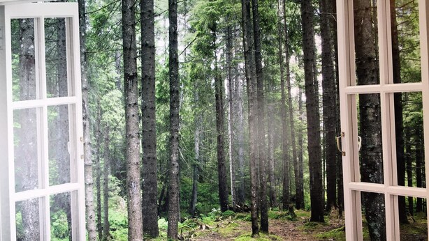 Eine offene Tür gibt den Blick auf ein bewaldetes Gebiet mit hohen Bäumen und einen Feldweg frei.
