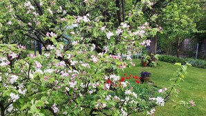 Ein Garten mit blühenden Bäumen und einem Rasen.