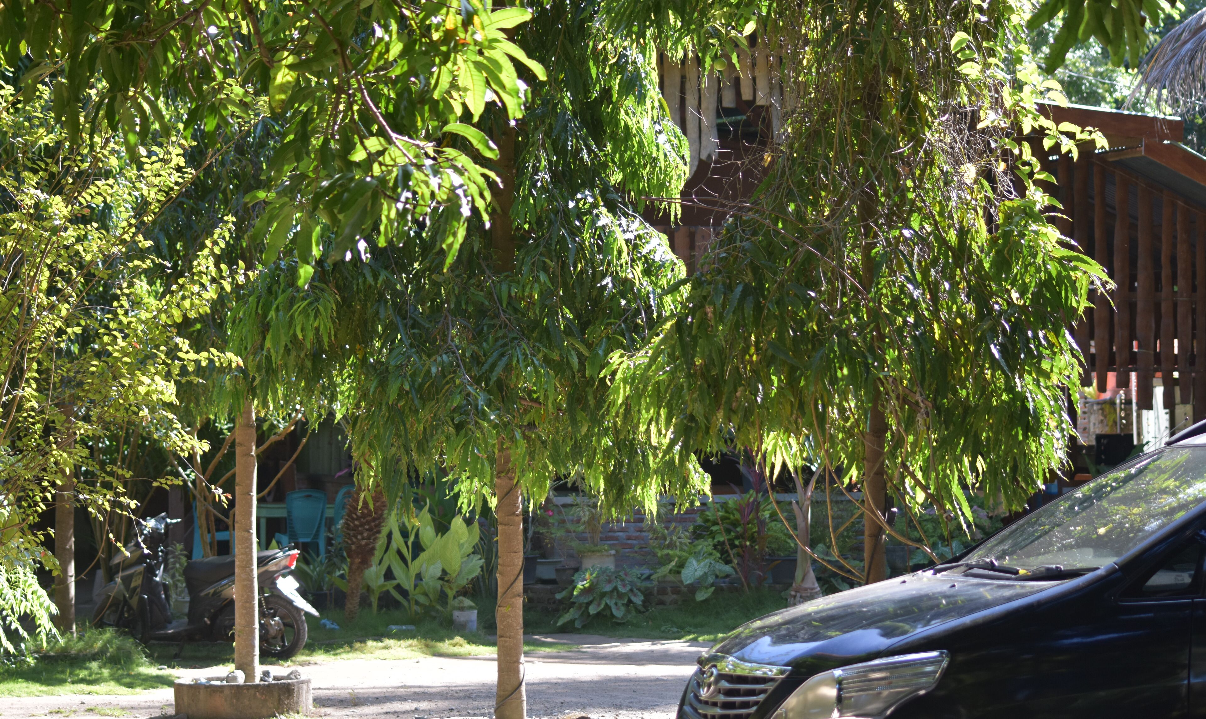 Une voiture noire est garée dans une rue, avec un arbre au premier plan.