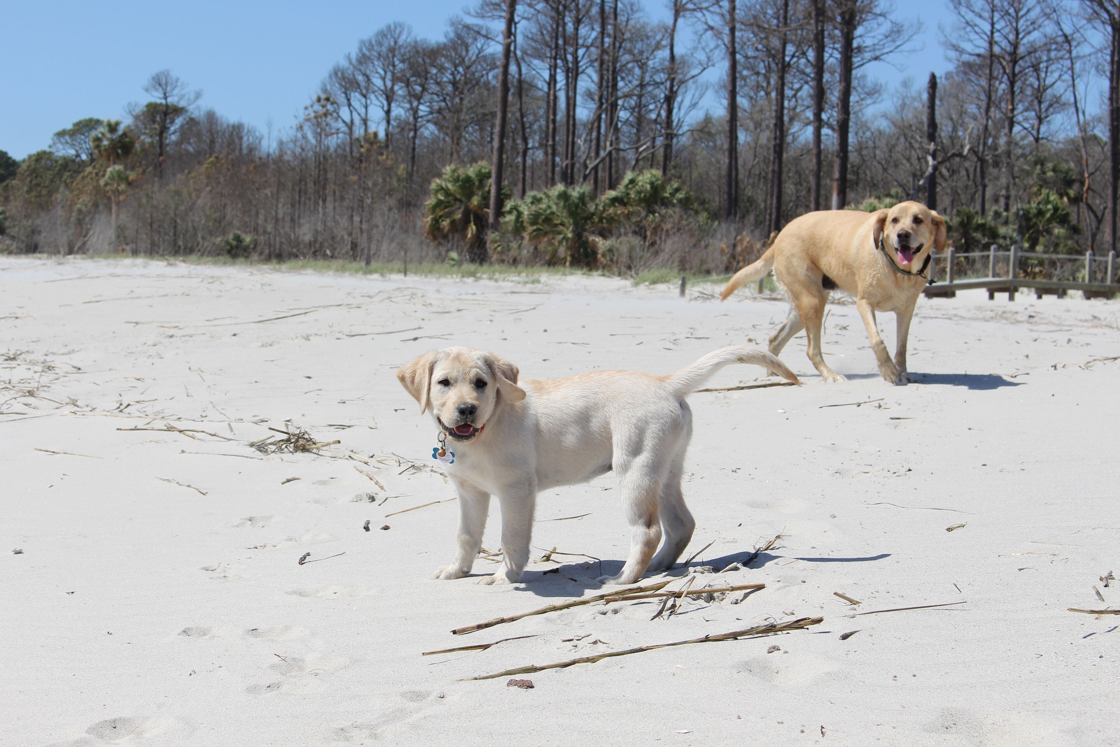 Two dogs on a sandy beach with trees and a wooden fence in the background.