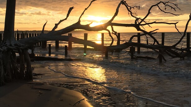A beach scene with a fallen tree in the foreground, a wooden pier extending into the water, and the sun setting in the background.