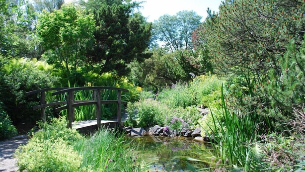 Eine Holzbrücke über einen kleinen Teich, umgeben von üppigem Grün und Bäumen.