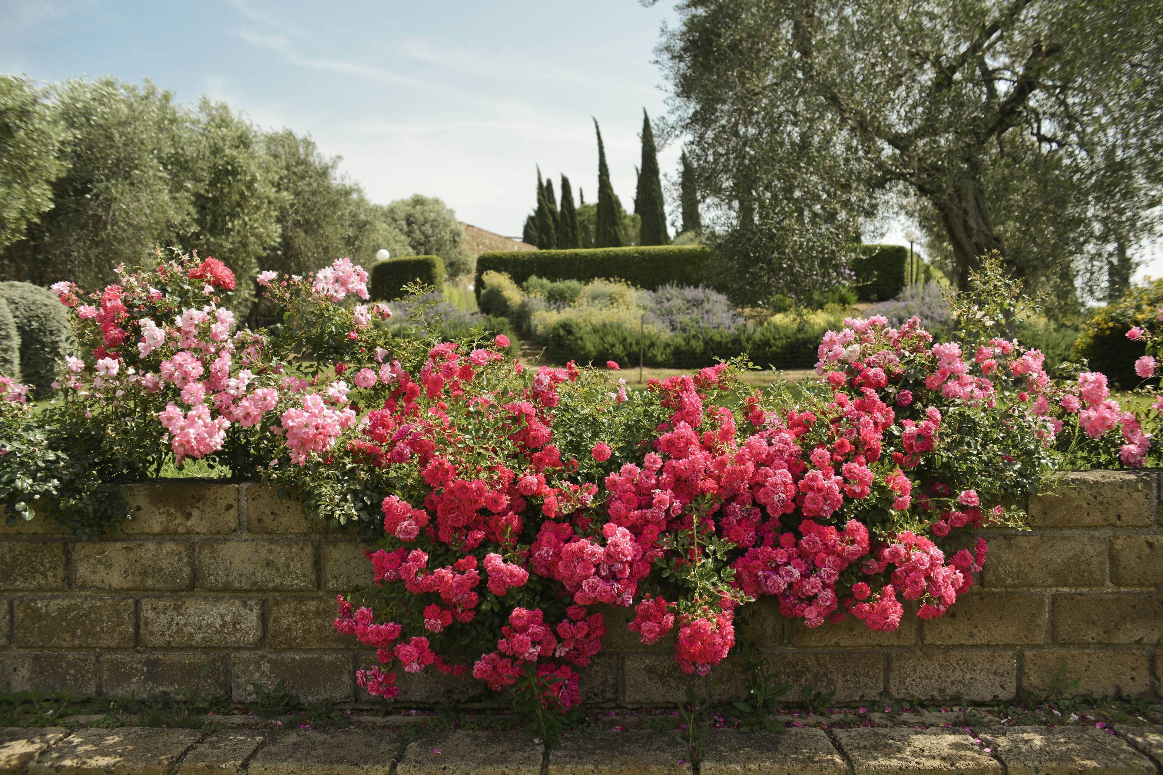 Un jardín con rosas rosas en flor y setos bien cuidados.
