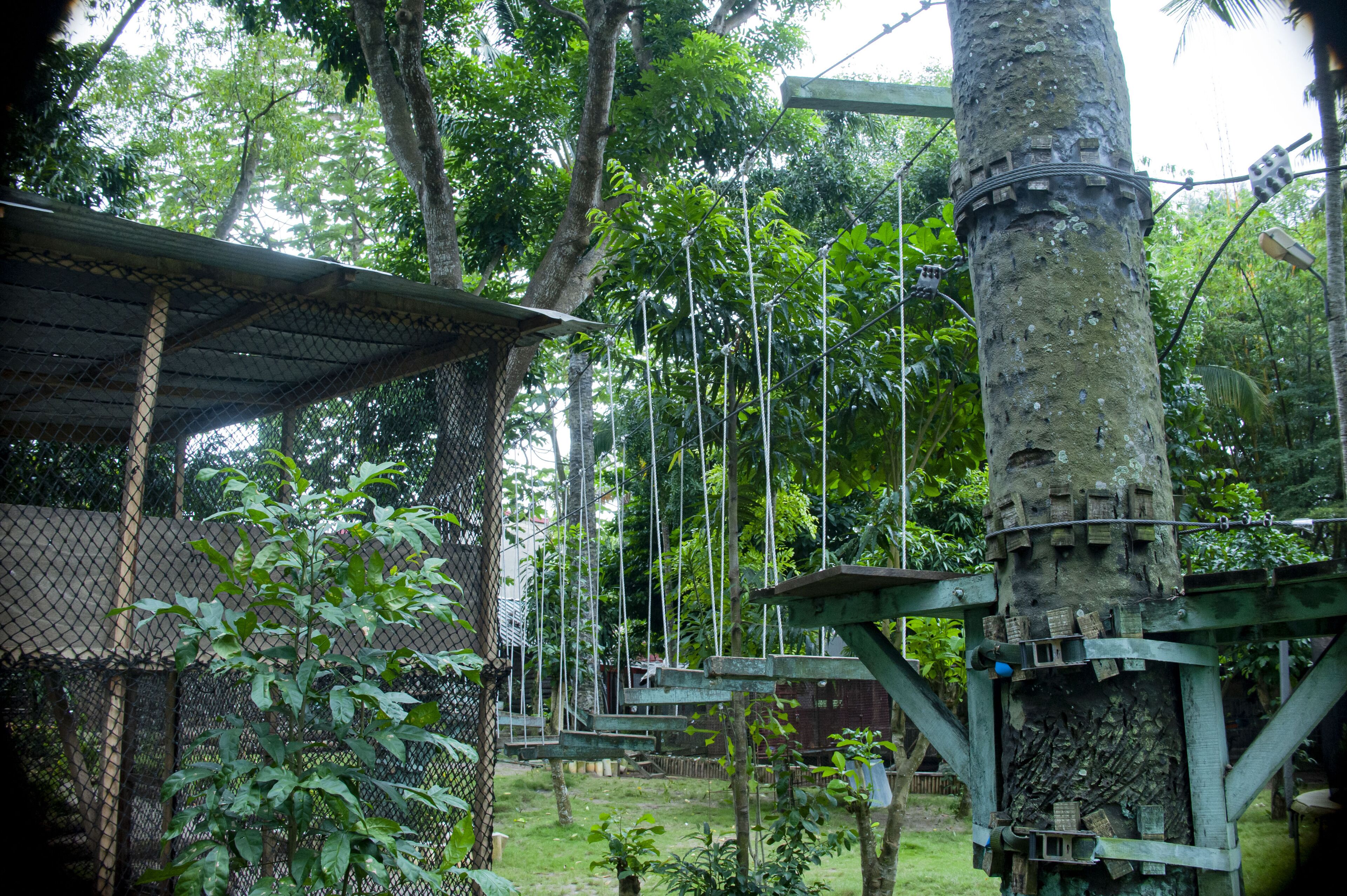 A treehouse with a rope bridge and a wooden platform.