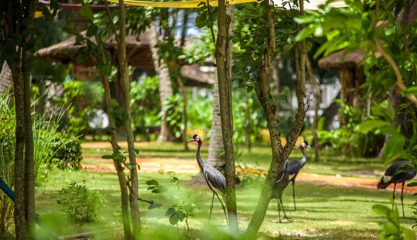 Interior entrance - Kafolo Lagoon (Abidjan)