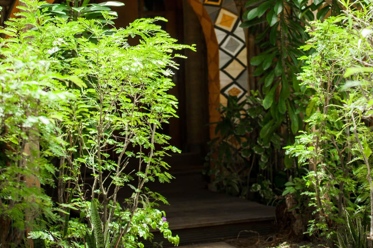 A rustic wooden structure with a thatched roof, surrounded by lush greenery and a patterned wall.