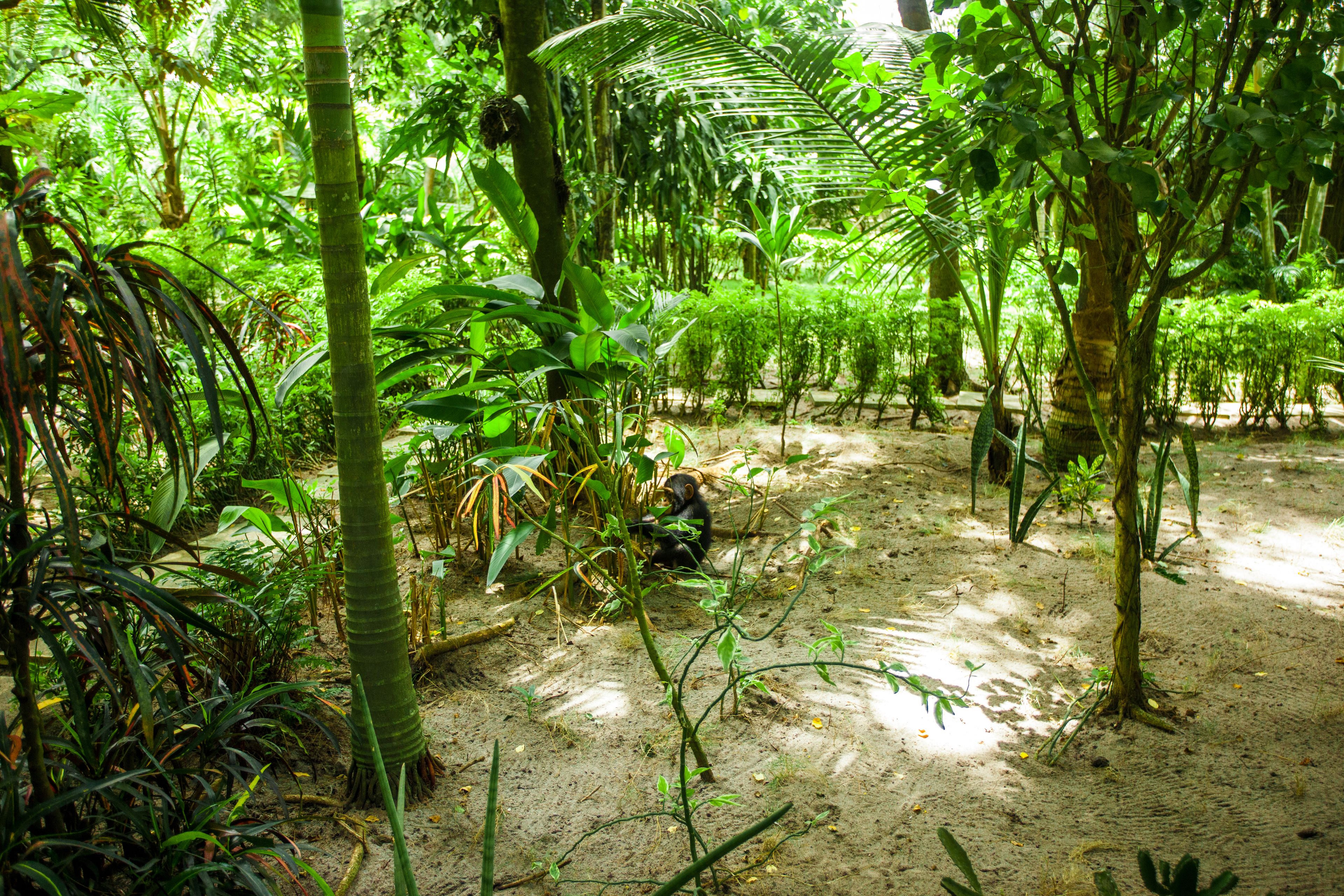 A dense, tropical forest with various types of vegetation and a sandy ground.