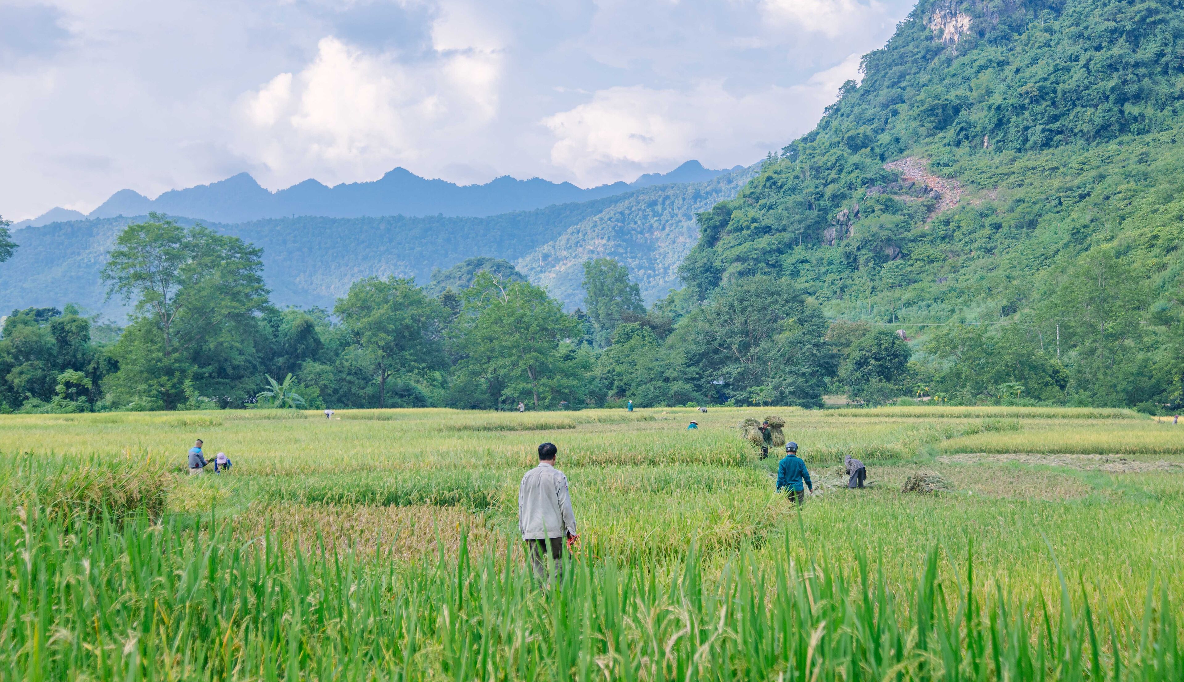 A rural landscape with a field, mountains, and trees.