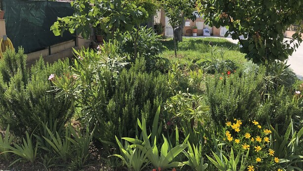 A garden with various plants and flowers, a green tarp, and a building in the background. - SEASONAL RENTAL - LOWER VILLA (La Londe-Les-Maures)