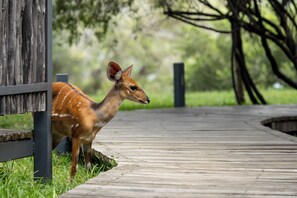 Front of property - Chundu Island (Victoria Falls)