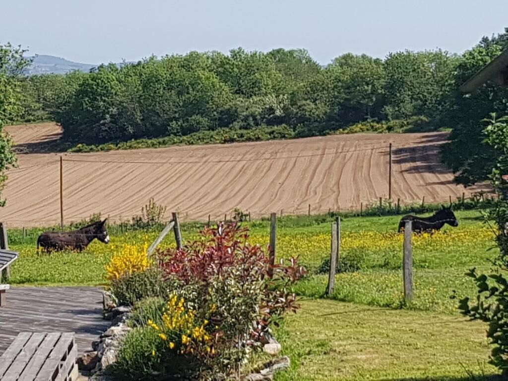Een landelijk landschap met een veld, een houten terras en een omheining.