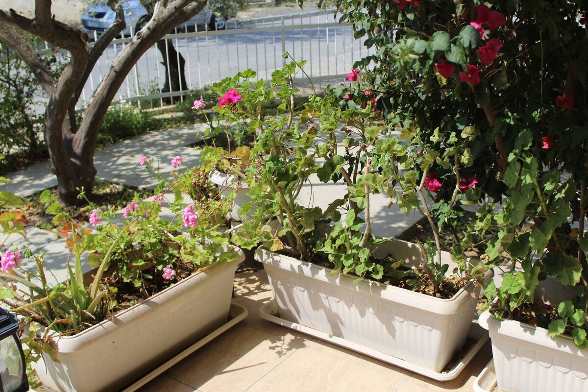 Potted plants with flowers in a garden area.