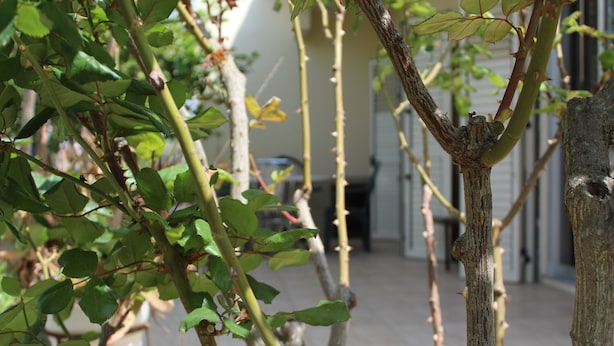 A garden with a tree trunk and green leaves. - Costas Hostel Action (Tseri)