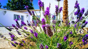 Een gebouw met witte muren en een pannendak, omgeven door lavendelplanten en een palmboom.
