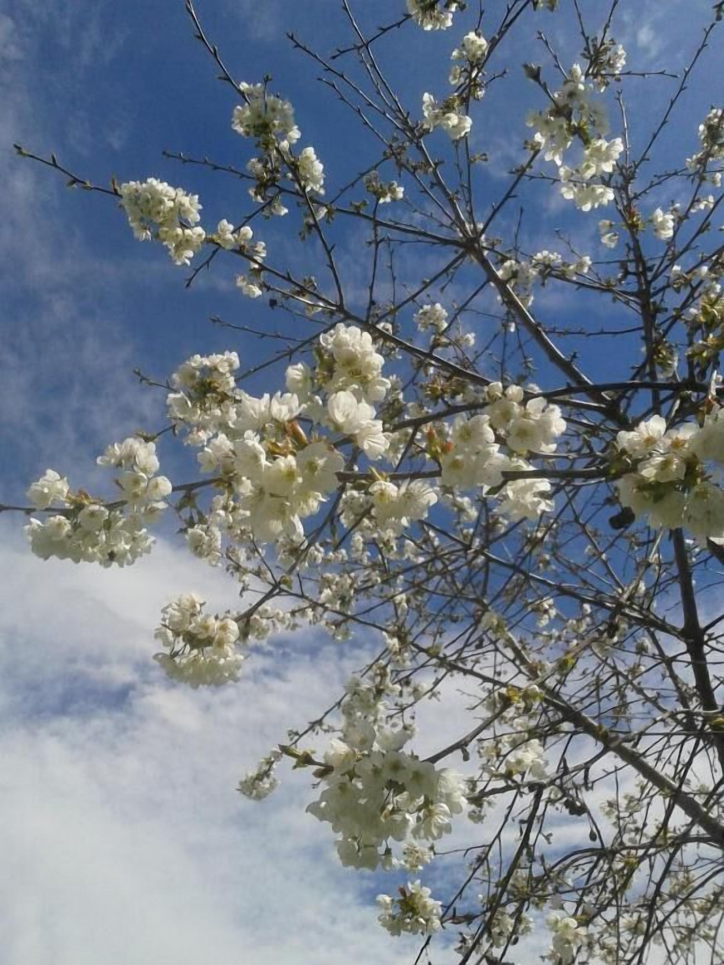 Un árbol con flores blancas contra un cielo despejado.