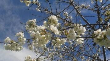 Un árbol con flores blancas contra un cielo despejado.
