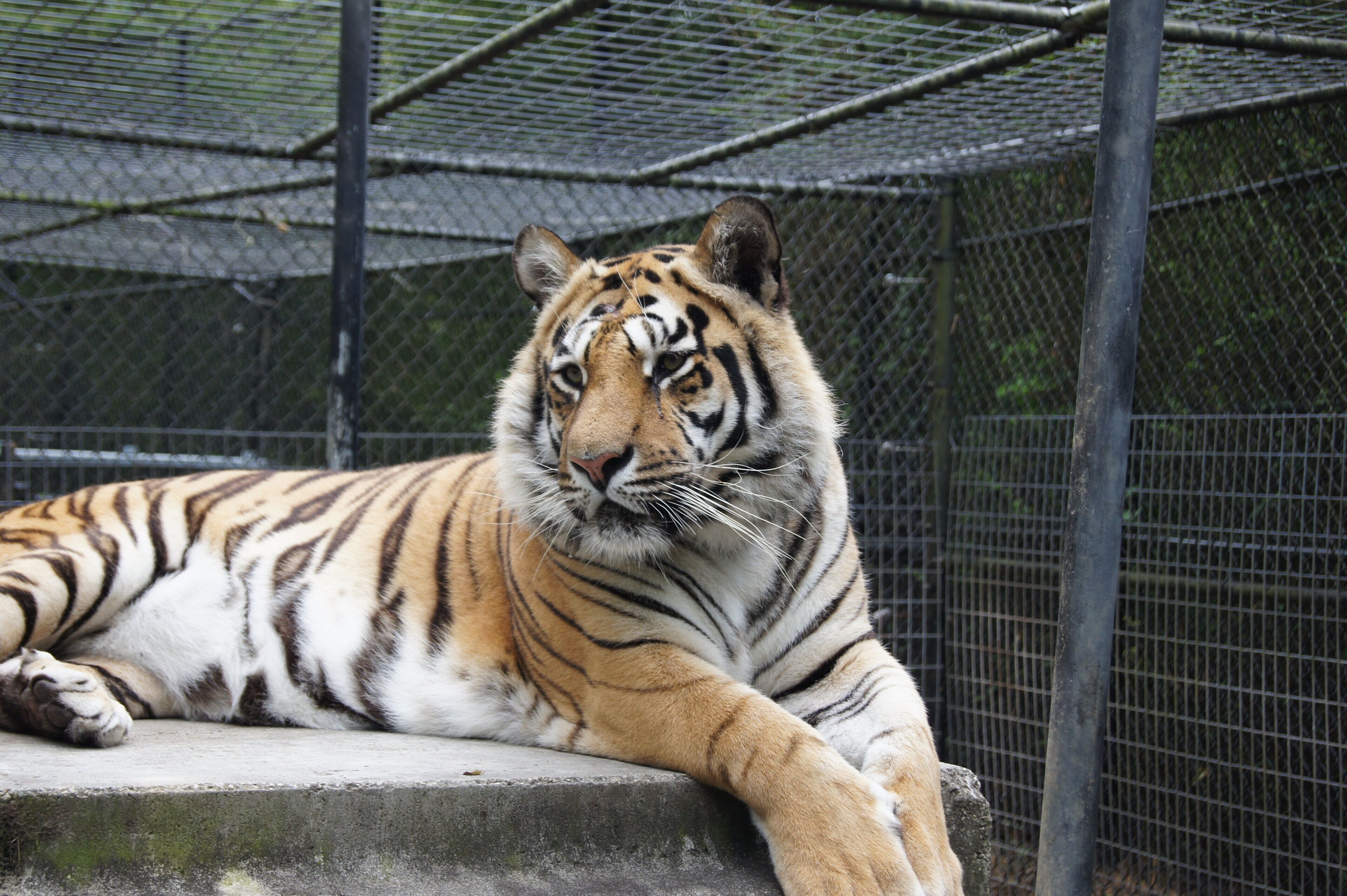 A tiger lying on a concrete ledge within a fenced enclosure.